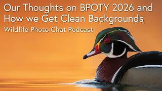 Our Thoughts on BPOTY 2026 and How we Achieve Clean Backgrounds - Wildlife Photo Chat Video
