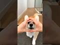 cute corgi action ,🐕🥰