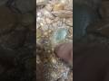 WOW: I Found a Pure Quartz Gemstone in an Alluvial Deposit