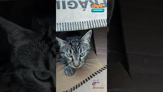 Otto y Kitty jugando en una caja 😹