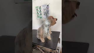 My First Vlog | Dog Grooming | วิดีโอแรก | ทิมเข้าทรง | How to Groom Dogs by The Grooming Club 298 views 11 months ago 1 minute, 27 seconds