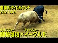 闘勢琥珀xイーグル王 2021.5.9 【沖縄闘牛】 #沖縄闘牛