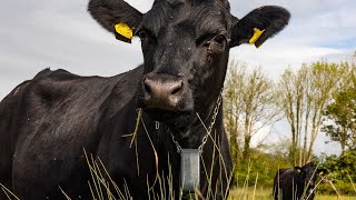 Cows controlled with GPS tracker which plays Waltzing Matilda | SWNS
