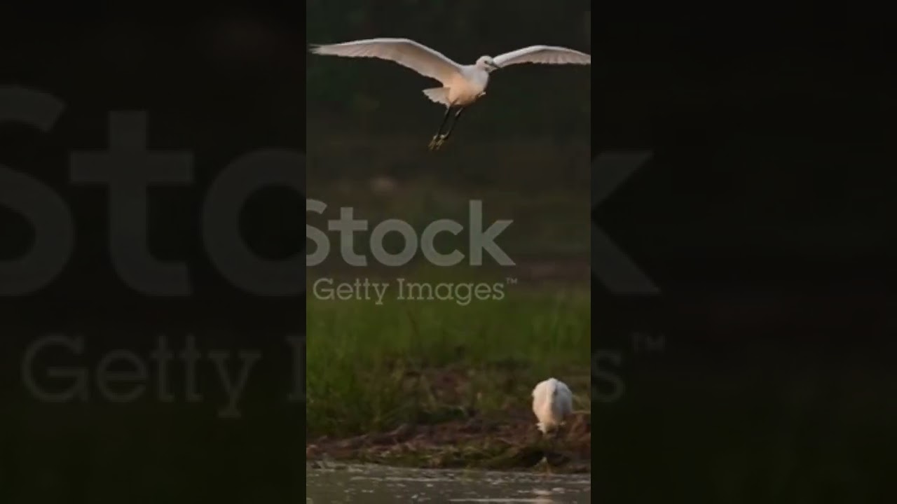 istockphoto-1360542244-640_adpp_is