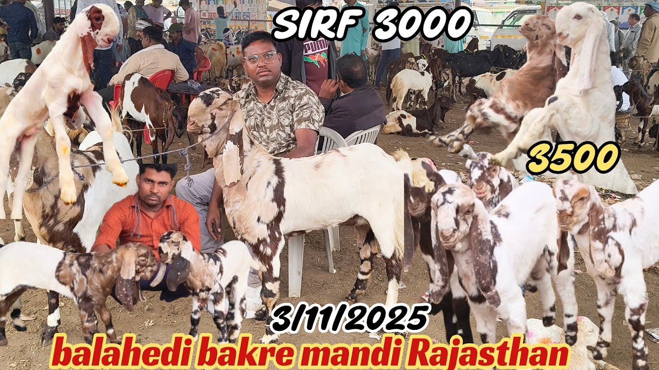 Balahedi bakre mandi live update 3/11/2025 biggest mandi in Rajasthan