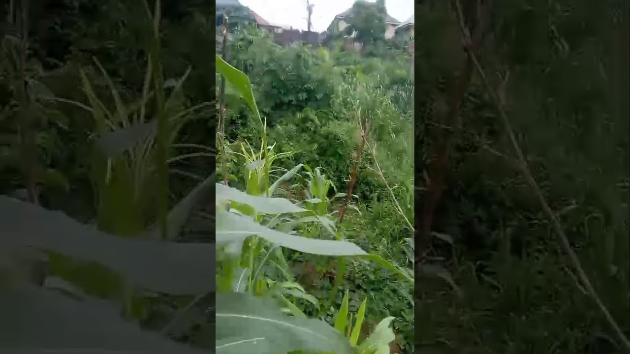 (1 1/2 Plot) for Sale