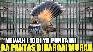 DILUAR AKAL SEHAT ! BURUNG CANTIK BERSUARA MEWAH INI DIBANDROL 40 RIBU PADAHAL LANGKA JARANG ADA