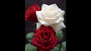 Yusuf Uzun Üzüldüğün Şeye Bak