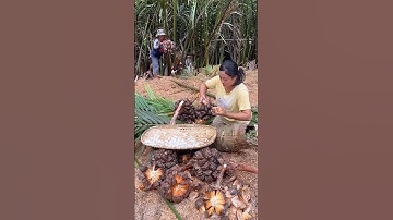 nipa palm fruit best sweetened salads