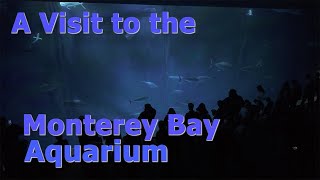 A Visit to the Monterey Bay Aquarium