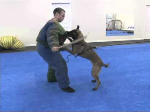 Forrest Micke Working Donna Matey's 7 Month Old Puppy on Upper Body Bites