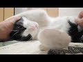【2秒で】家族旅行後、深夜の猫のお出迎え- Cat Welcomeow at Late-night after family trip -【にゃんこ】