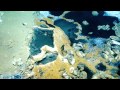 Stunning Underwater Brine Lake and Deep Sea Waves | Nautilus Live