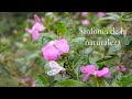 Música de la Tierra: Pájaros y Naturaleza en Armonía