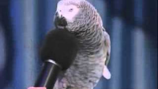 papagaj feregtelenito