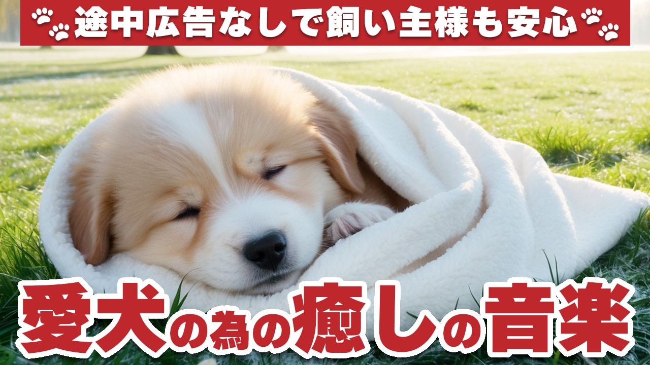 犬が落ち着くリラックス音楽（途中広告なし） / 犬の雷対策 / 愛犬