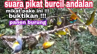 SUARA PIKAT BURCIL || andalan tukang pikat burung liar