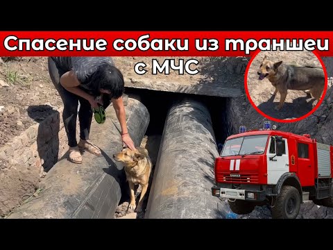 Спасение собаки с Мчс из траншеи. Сбор на питание 🙏