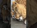 When The Hunter Becomes The Hopeless Romantic рџ Tiger Biorah And Shaosa рџ Ѓ When The Hunter Becomes The Hopeless Romantic рџ Tiger Biorah And Shaosa рџ Ѓ