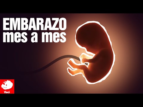 Video: ¿Cómo se ve el bebé 1 mes después de la concepción?