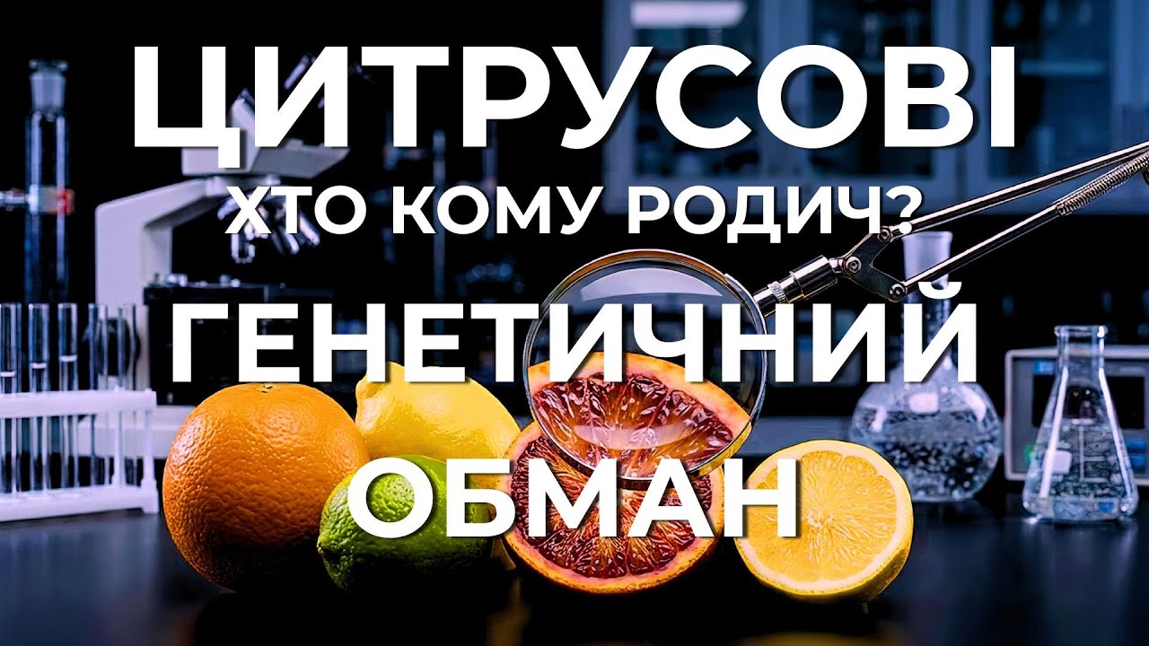 Цитрусові: Хто кому родич? Великий генетичний обман. Грейпфрут, апельсин, мандарин, лимон, лайм