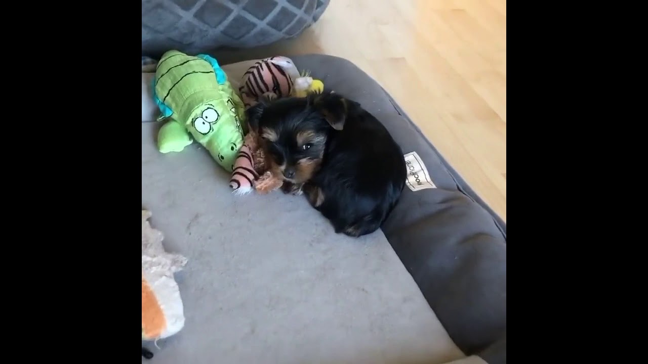 Yorkie Puppies YouTube