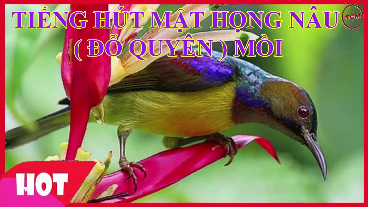 Tiếng chim hút mật họng nâu  đỗ quyên  mồi không lẫn tạp âm + file mp3