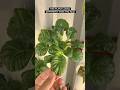 Why My Tatsoi Had Spots on Its Leaves #hydroponics #indoorgardening #growyourownfood #growing
