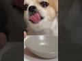 한 알 먹방🥩 single bite mukbang