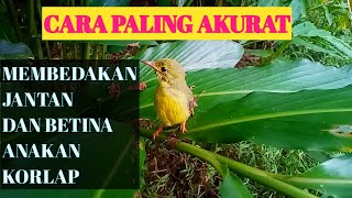 Download Lagu Cara Membedakan Jantan Betina Anakan Korlap MP3