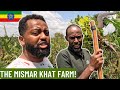 Inside Ethiopia S Mismar KHAT Farm A Fascinating Journey Inside Ethiopia S Mismar KHAT Farm A Fascinating Journey