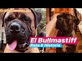 El Bullmastiff Raza &amp; Historia