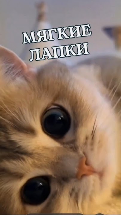 МЯГКИЕ ЛАПКИ🐱 #стихи #стихисосмыслом - YouTube
