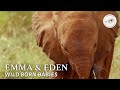 An update on our two little treasures, Emma and Eden | Sheldrick Trust