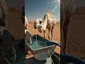 🐪 Camels Drinking Water in the Desert | Nature's Survival Experts #Camels #DesertLife #DesertAnimals