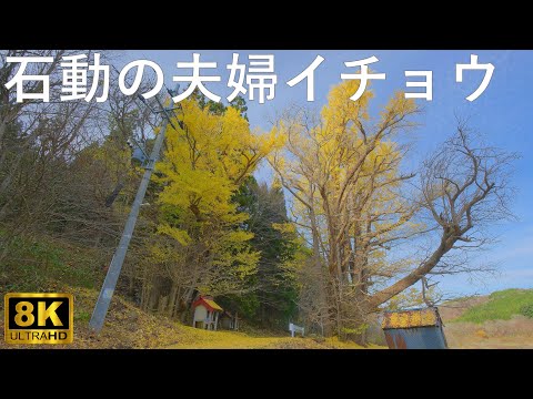 【石動の夫婦イチョウ】深浦町指定天然記念物 ビッグイエローカップル【青森県深浦町】8K