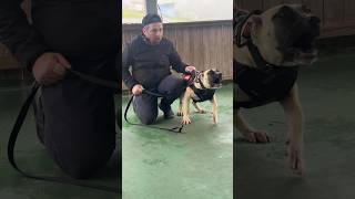 NÃO TREINE FILHOTE SEM TEMPERAMENTO #pitbull #canilsantamorte #filhote