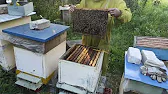 Белорусское Пчеловодство Bee&Ivtodi