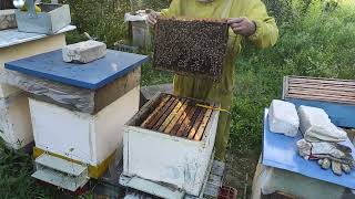 Пчеловодство. Подготовка к главному взятку. Как развились весенние отводки. #Пчеловодство