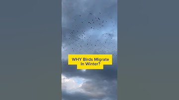 Why Do Birds Migrate In Winter?