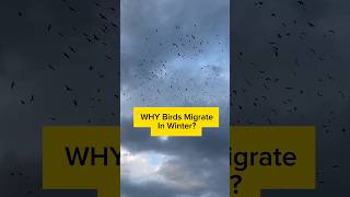Why Do Birds Migrate In Winter