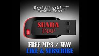 suara inap walet legendaris SI track 1 saran pakailah untuk gedung yang jarang di kunjungi walet