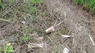 Diệt chuột cho ruộng lúa ở giai đoạn cây lúa làm đòng