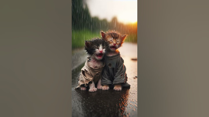 น้องแมวนั่งร้องไห้ตากฝน🌧️🌧️ #ai  #แมว  #shortsyoutube