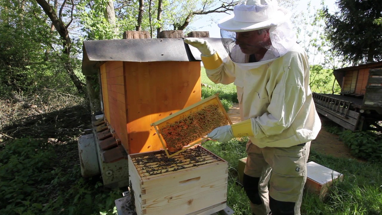 Bee Journal 2017 - 21 April