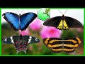 Beautiful Butterflies