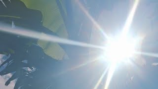 THE SHOW: THE GRAND TREE & lil us #globalmindsset #digitalsanctuary