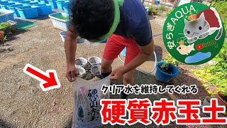 夏のメダカ屋外飼育に硬質赤玉土導入！グリーンウォーターもいいけど、クリア水を維持しバクテリア定着で水質安定からのめだか観察。カキ殻と赤玉は相性バッチリ❗三色ラメ体外光.安らぎAQUAちゃんねる