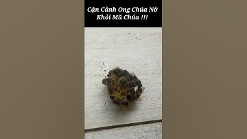 Cận Cảnh Ong Chúa Nở / video Thỏa Mãn Người Xem Nhất / #MậtOngTk #shorts #shortvideo #ongmat