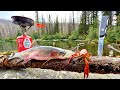 Solo mountain trout fishing  wild crawfish boil catch cook camp